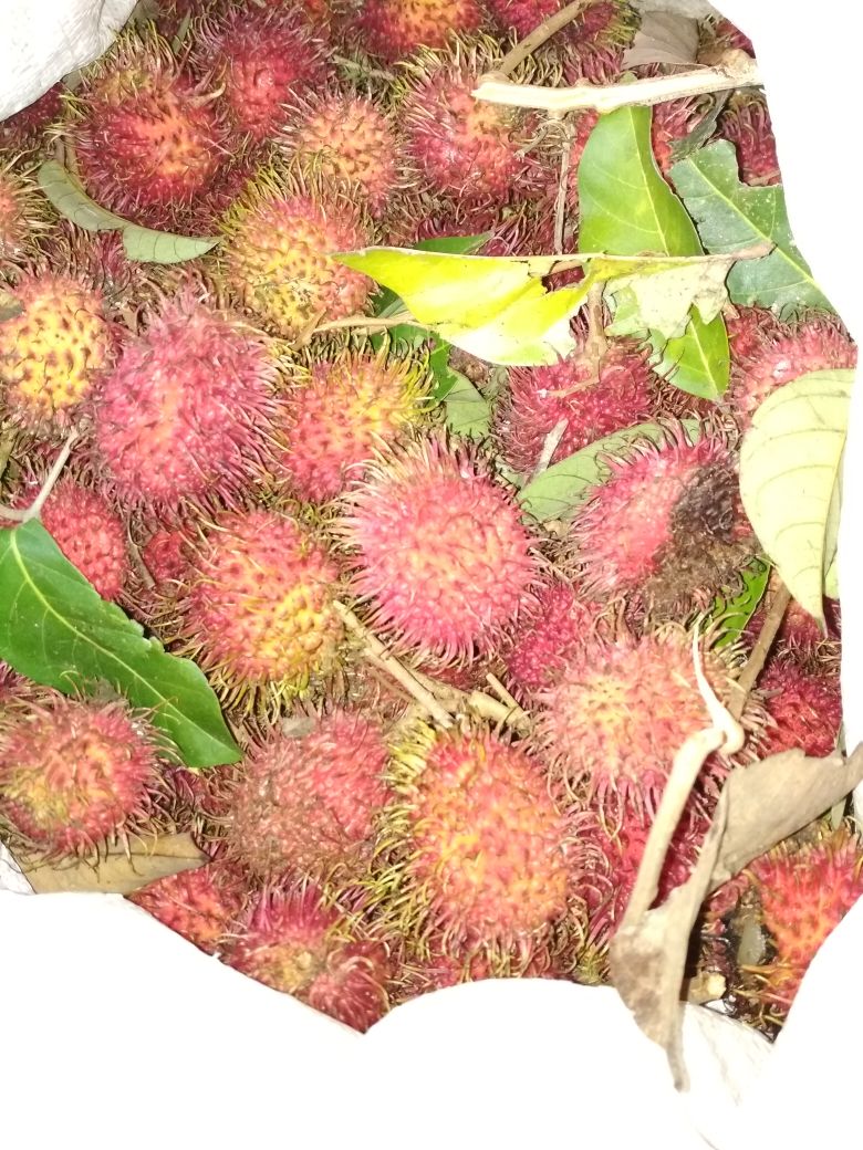 indrapuri dan rambutan (2).jpeg