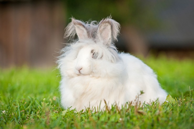 grooming-and-caring-for-the-coat-of-the-angora-rabbit-564cbbd4adc39.jpg