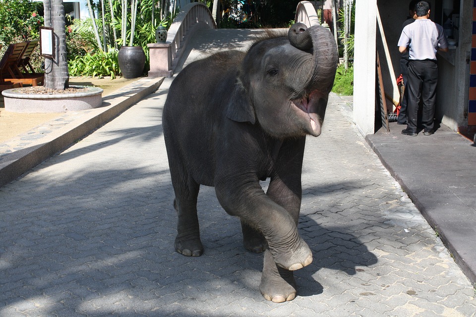 elephant-1911484_960_720.jpg