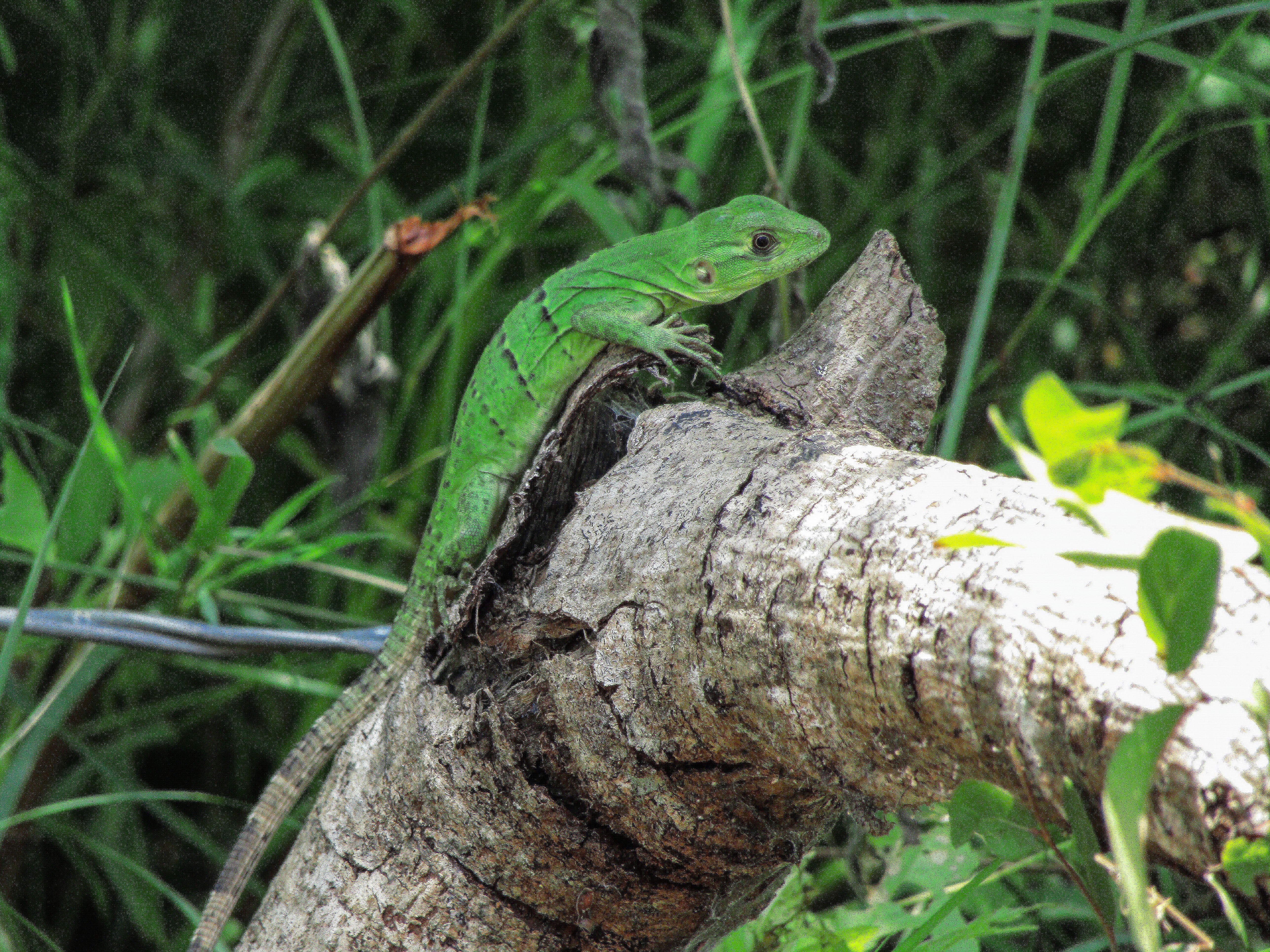 IguanoVerde.jpg