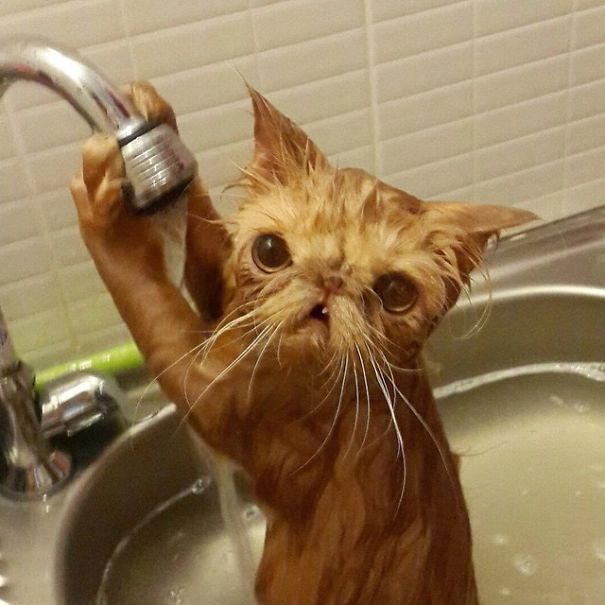 cat-loves-water-bath-10__605-1.jpg