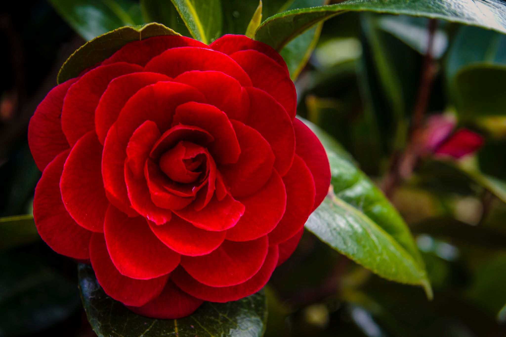 Цветок ба. Миддлемист Камелия. Красная Камелия Миддлемист. Красная Камелия (Camellia japonica).