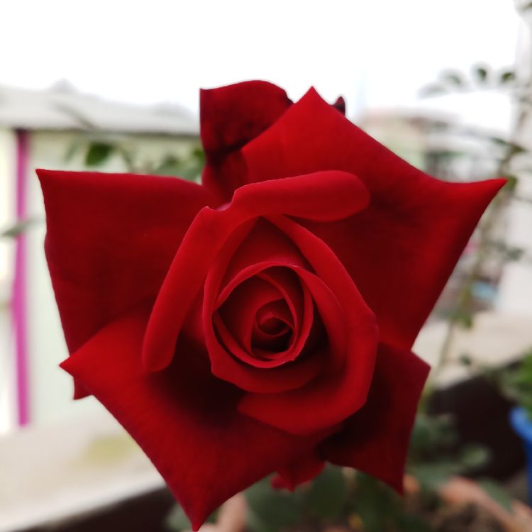 Bunga Mawar Yang Indah Steemit