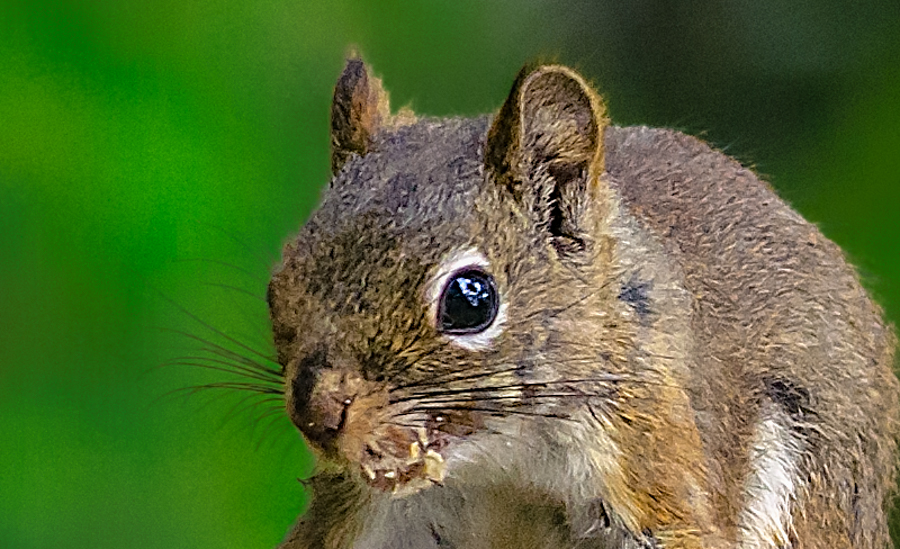 hungry squirrel-2.jpg