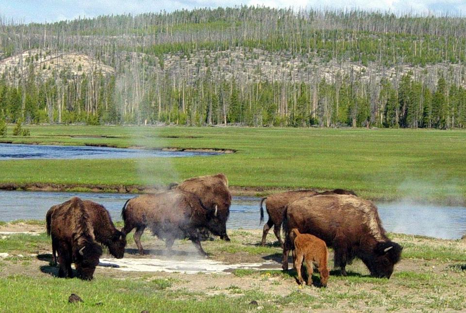 yellowstone-bison-1200x806.jpg