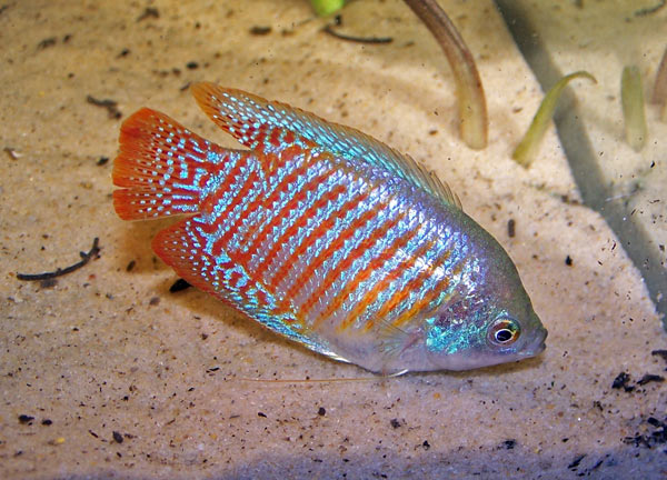 gourami-nain-colisa-lalia-mâle-femelle-reproduction-alimentation-poisson-eau-douce-aquariophilie-animal-animaux-compagnie-animogen-8.jpg