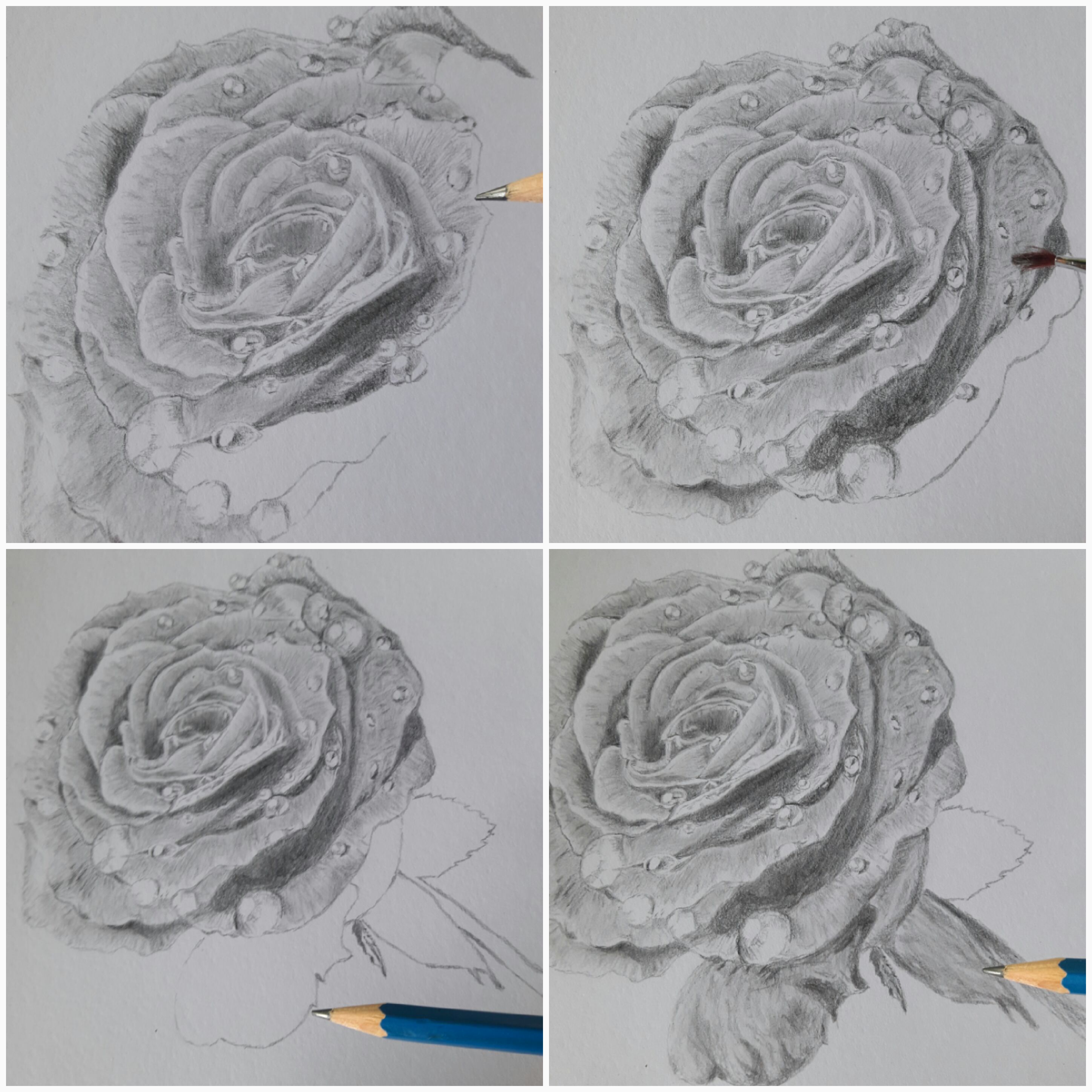 water drop on rose drawing