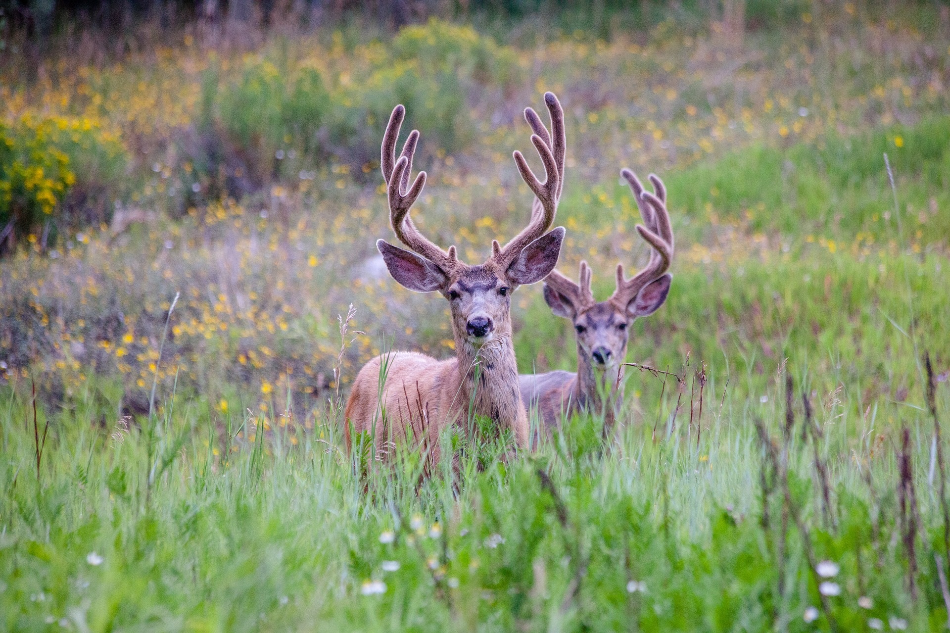 Mule Deer In Velvet.jpg