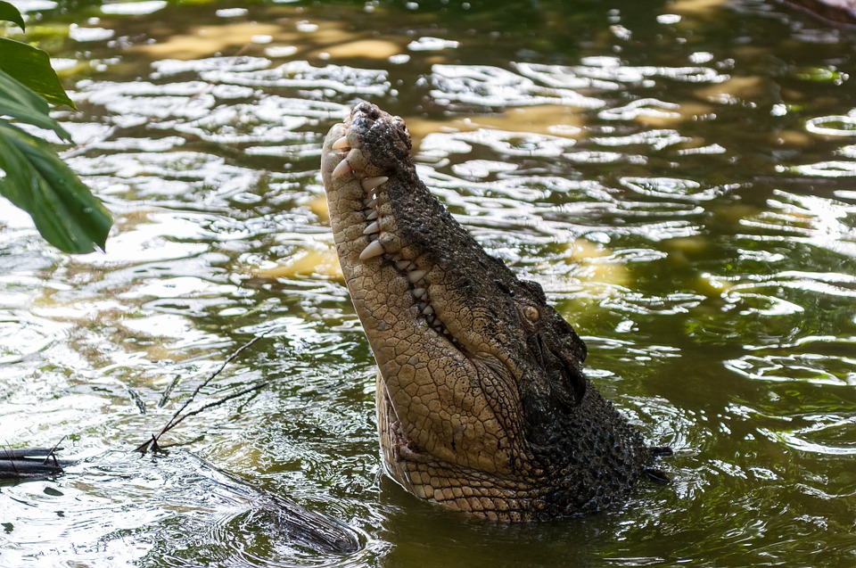 crocodile-630231_960_720.jpg