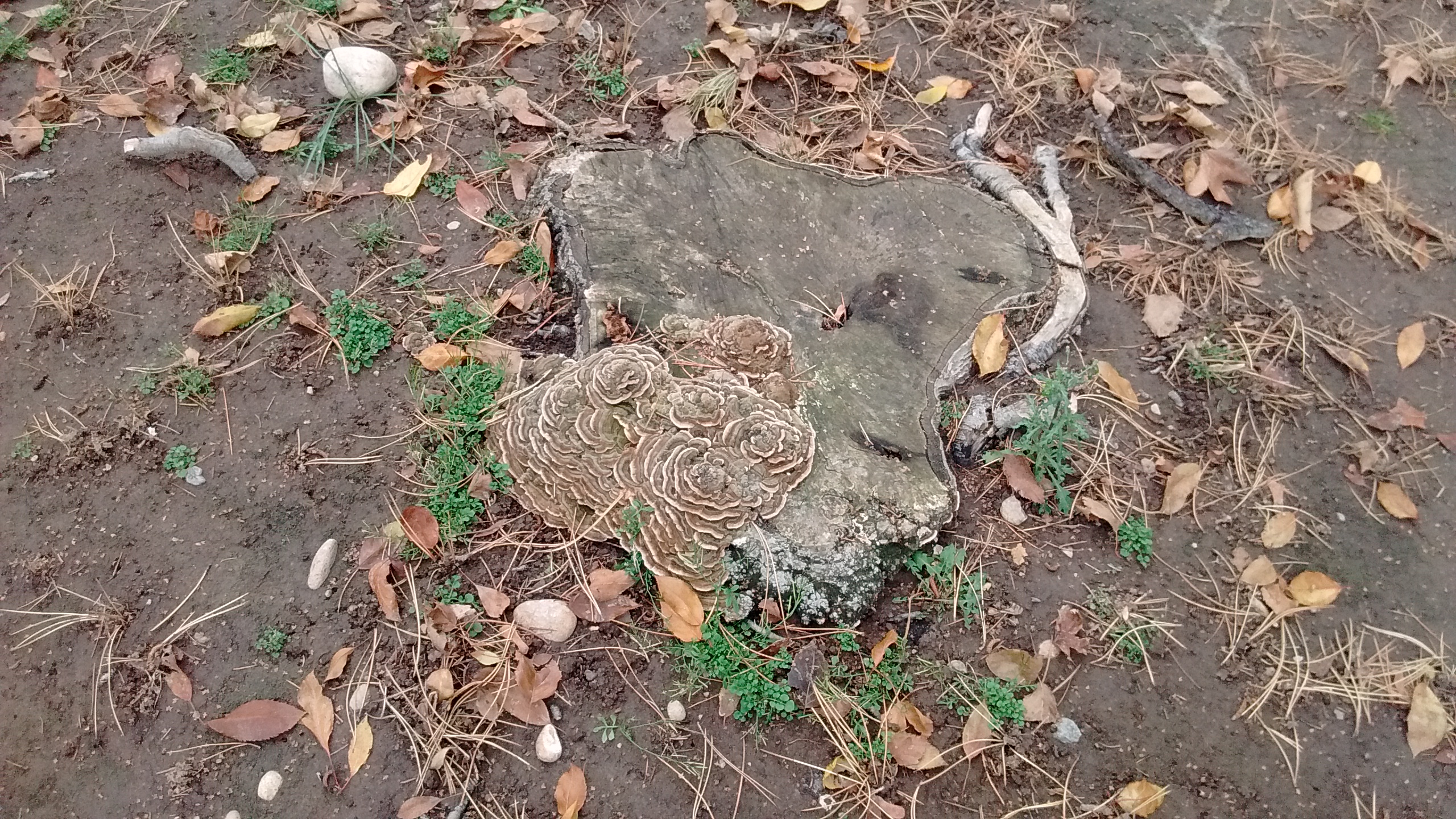 turkey tail 001.jpg