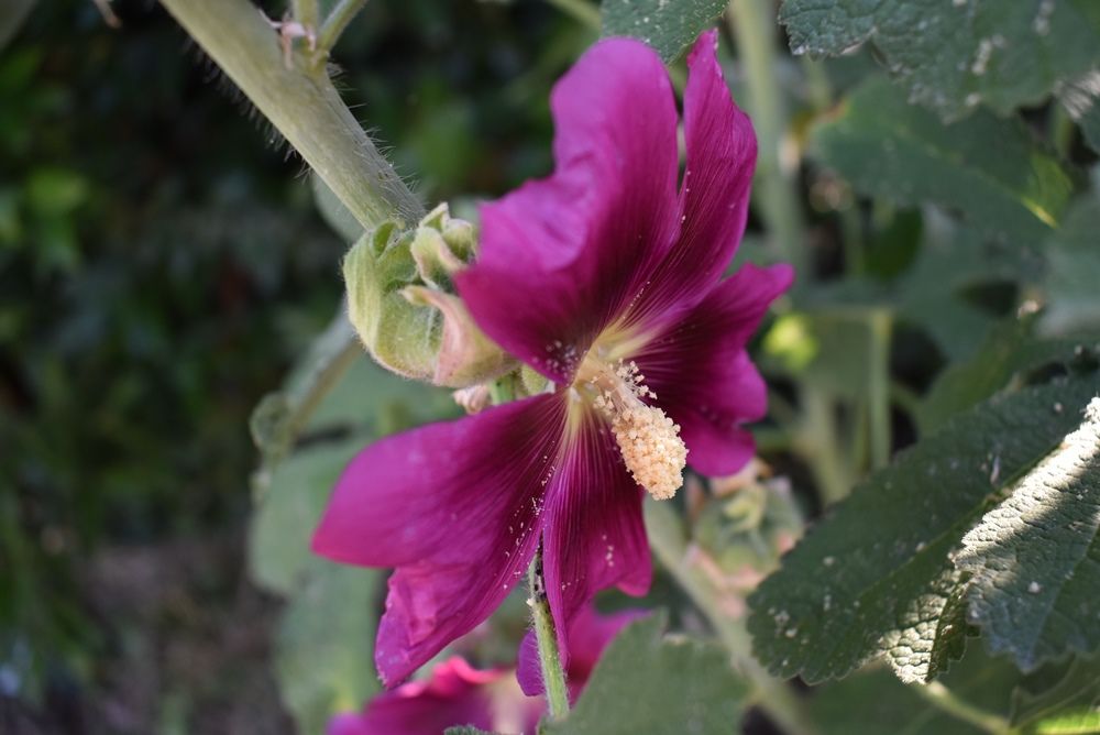 Collor compilation.JPG