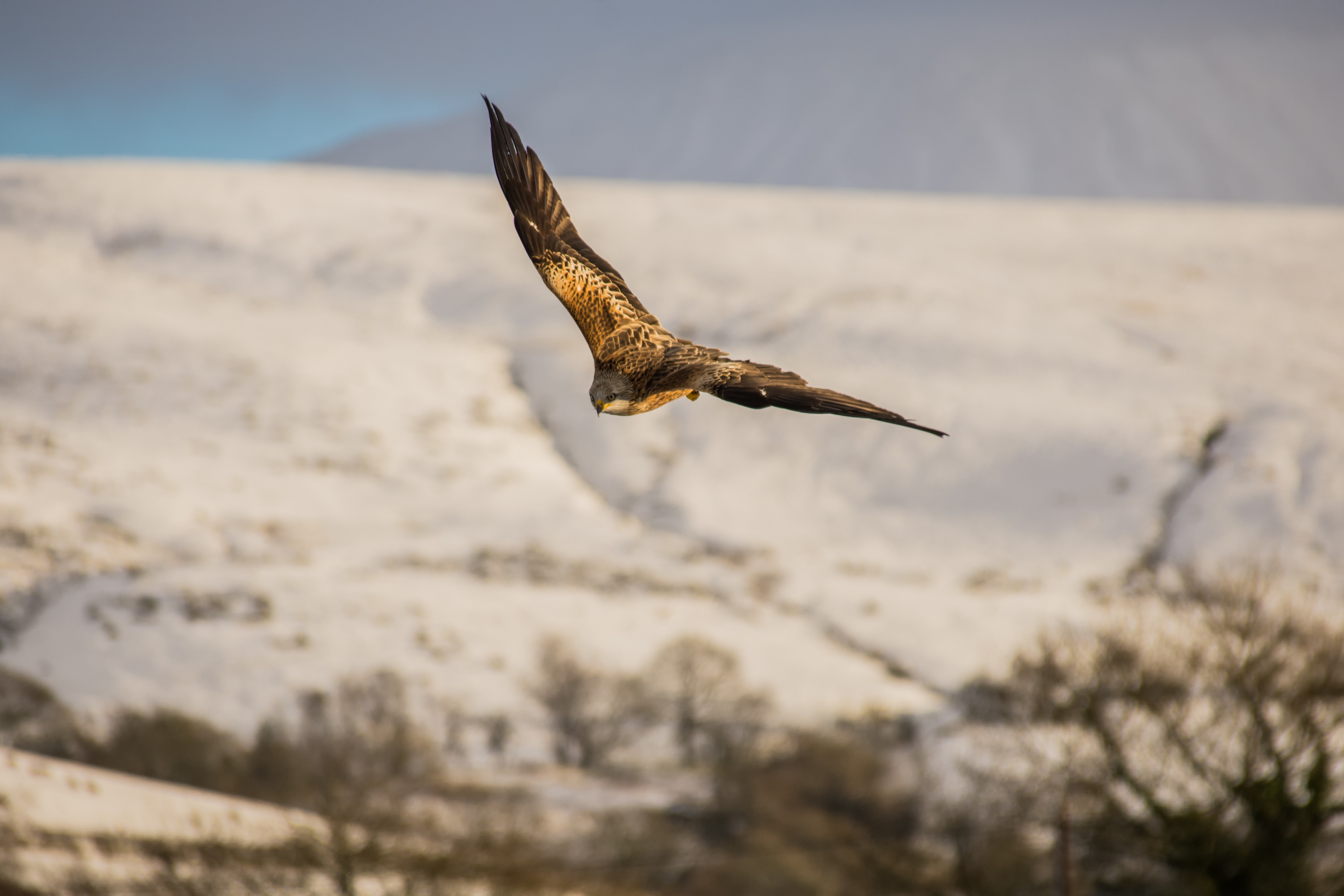 Red Kites Llanddeusant Wales 5- by steve j huggett .jpg