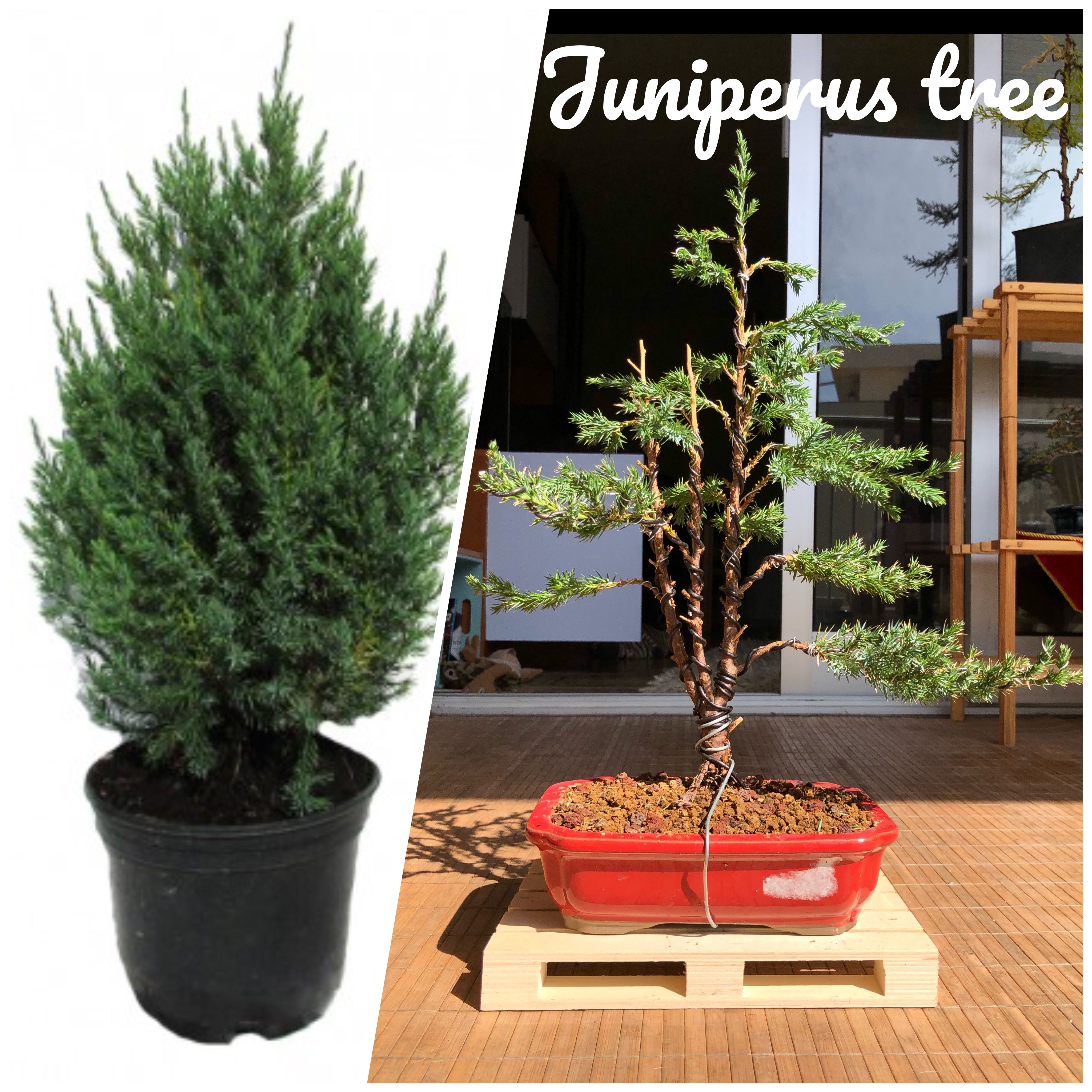 Juniperus chinensis бонсай