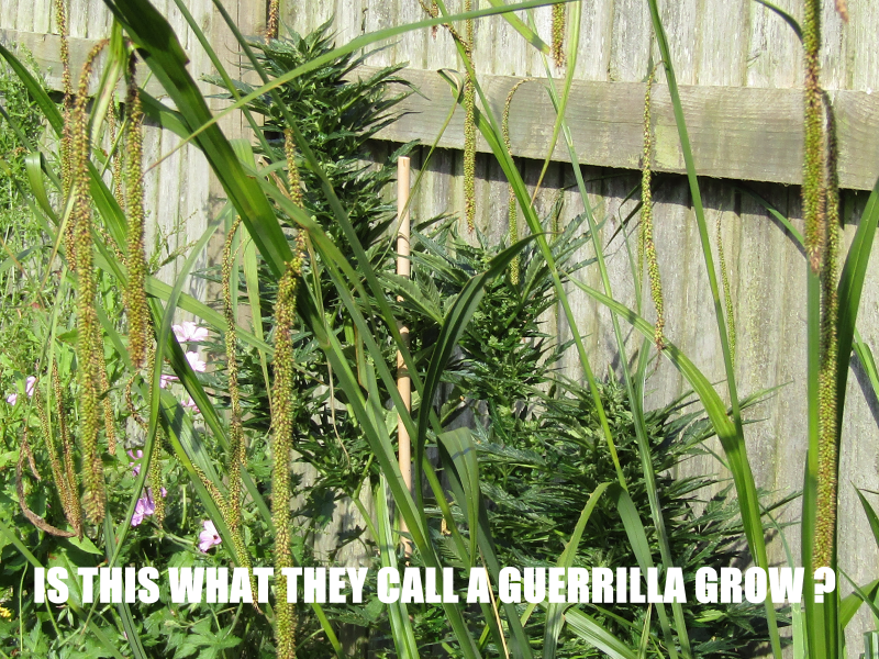 GUERRILLA GROW.png