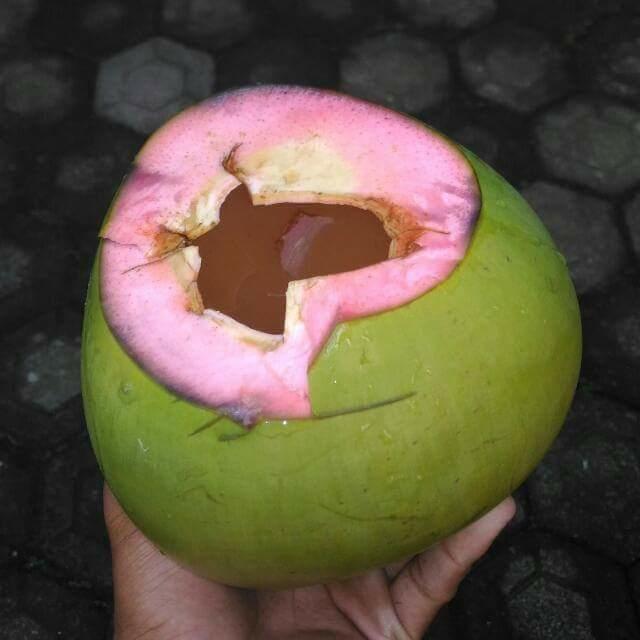 kelapa hijau.jpg