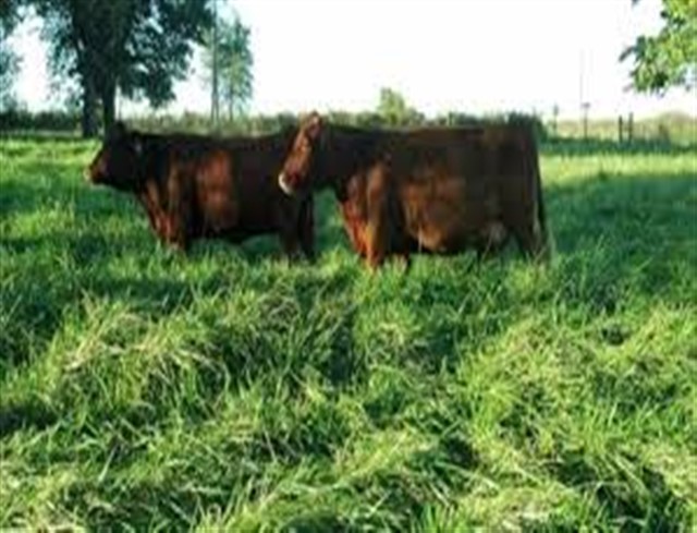 cows (640 x 489).jpg