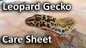 how to care for leopard geckos 2.jpg