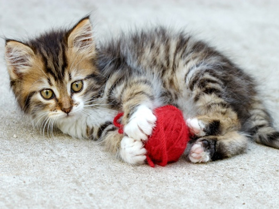 kitten-playing-yarn.jpg