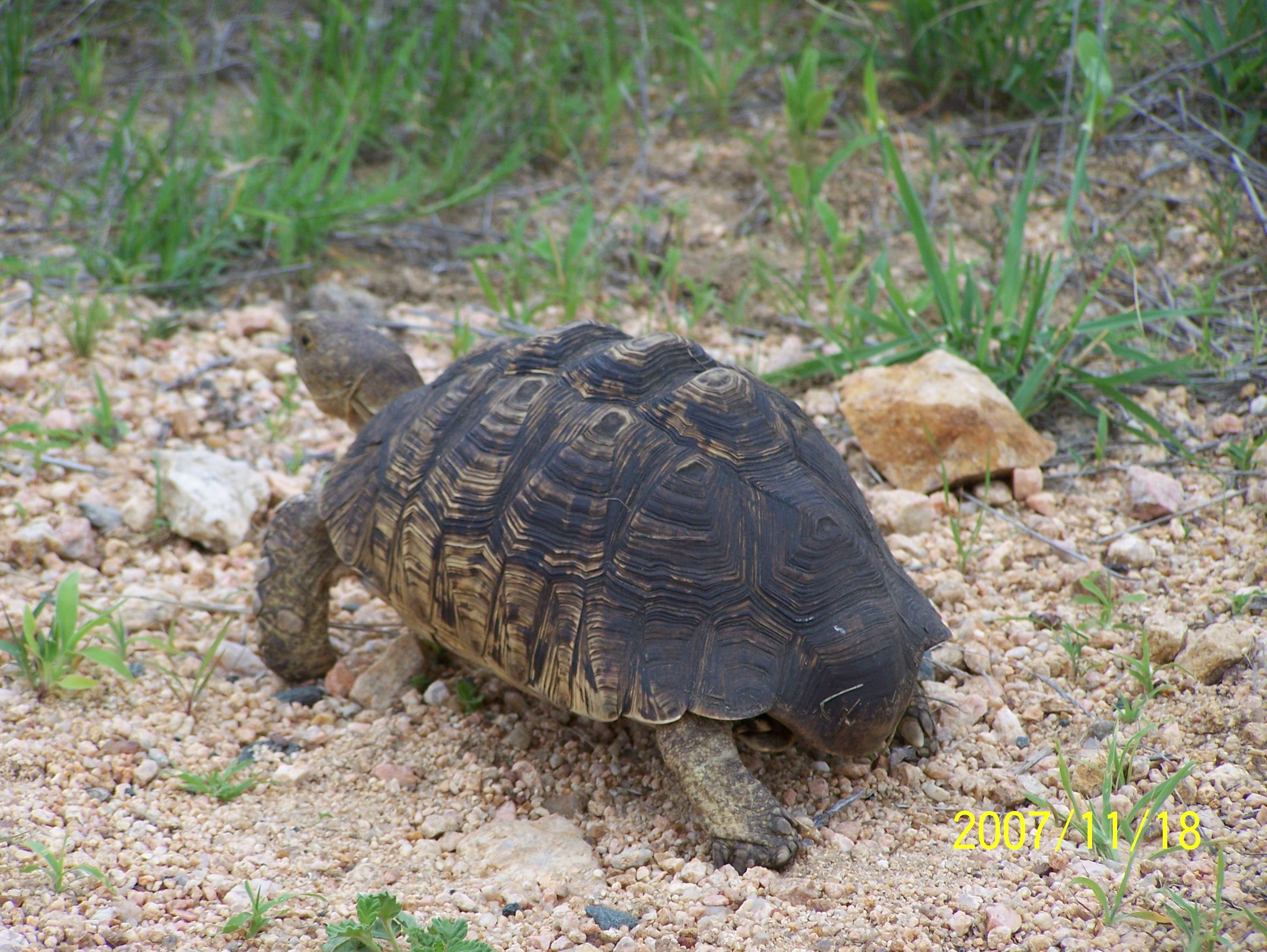 How the Tortoise Got the Marks on his Shell: African Folk Tales — Steemit