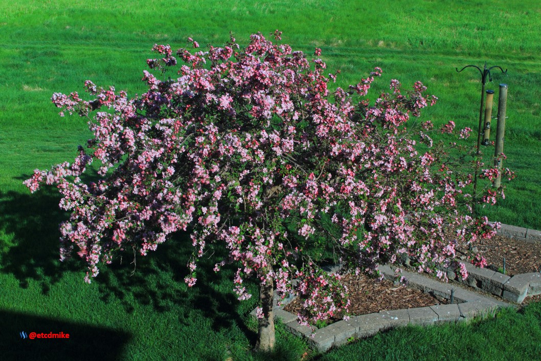 Indian Magic Flowering Crabapple IM-M6-0014.JPG