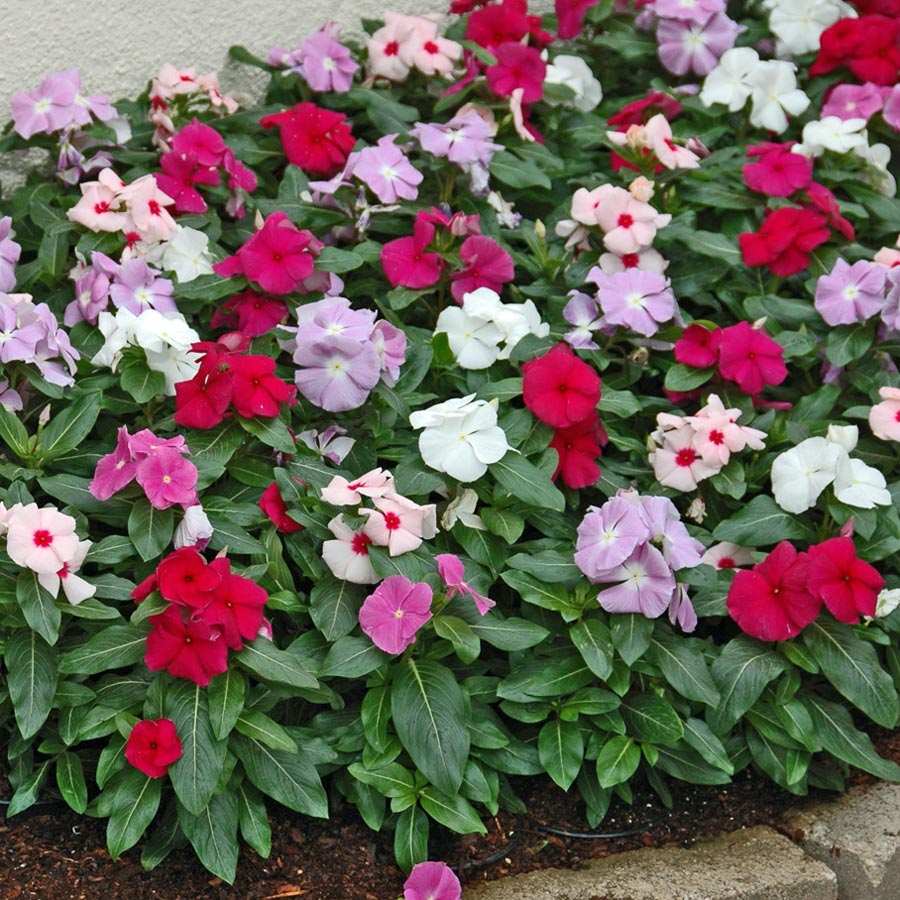 vinca-dwarf-little-mix.jpg