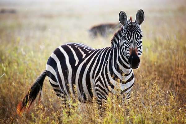Beautiful-Animal-Zebra.jpg
