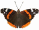 Butterfly Red Admiral 30HS non GIF.gif