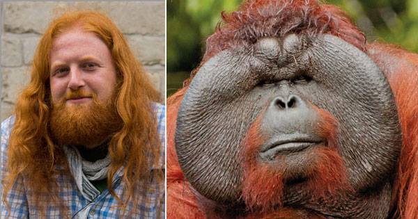 Ginger Tourist Savagely Raped by 400-Pound Orangutan — Steemit