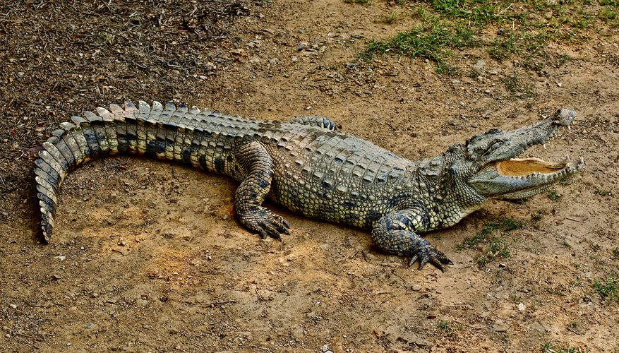 How Long Has Alligators Been On Earth - The Earth Images Revimage.Org