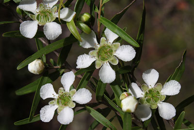 leptospermum_petersonii-GLENN.jpg