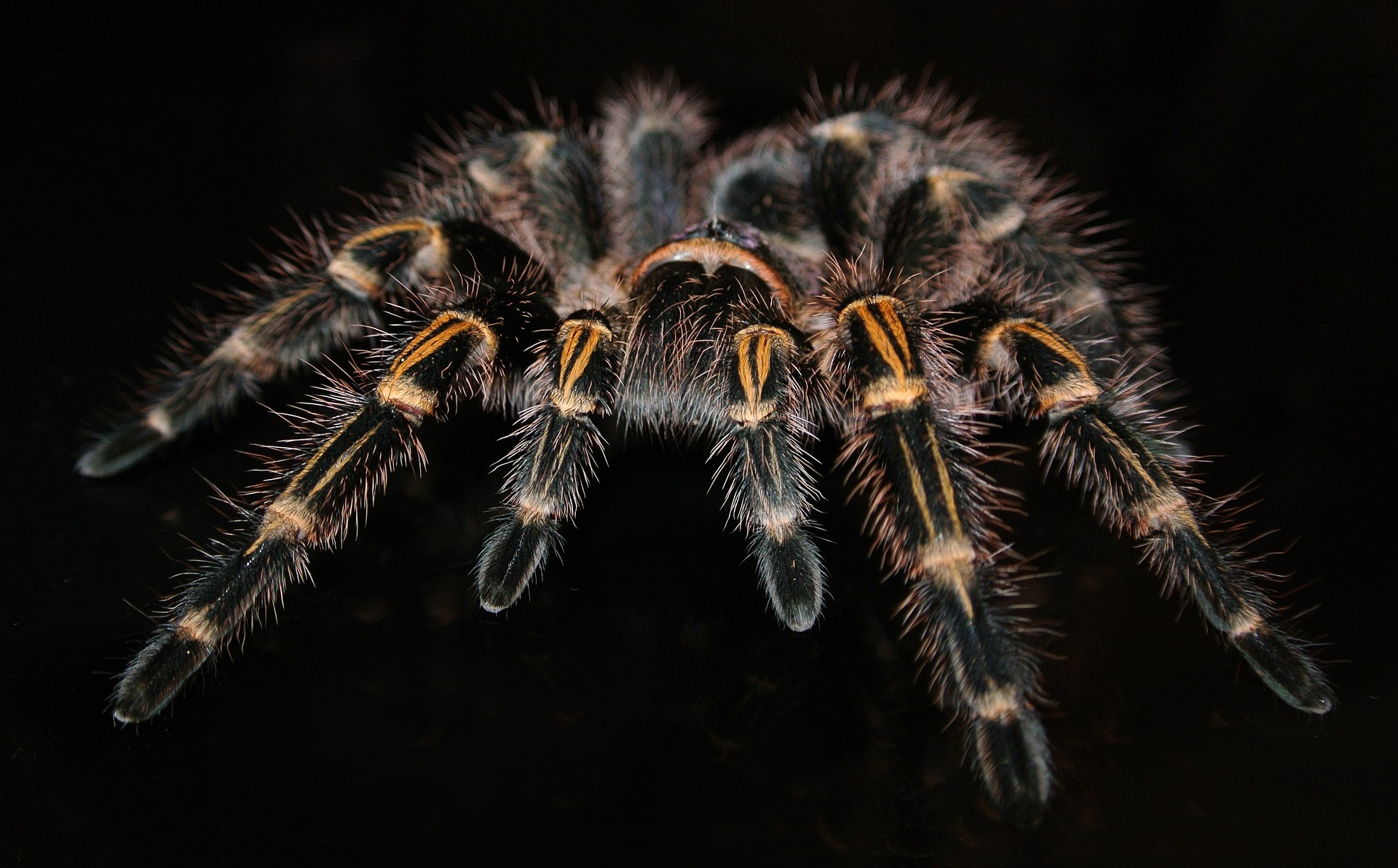 grammostola-1198225_1920.jpg