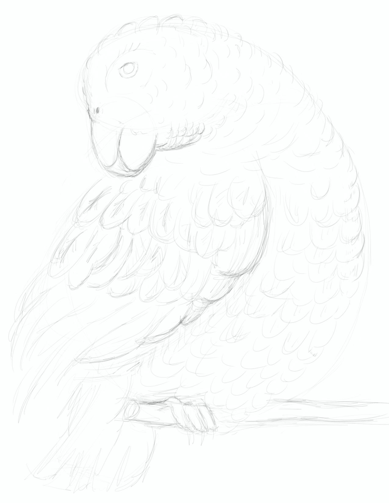 parrot study tutorial CPDH_02.png