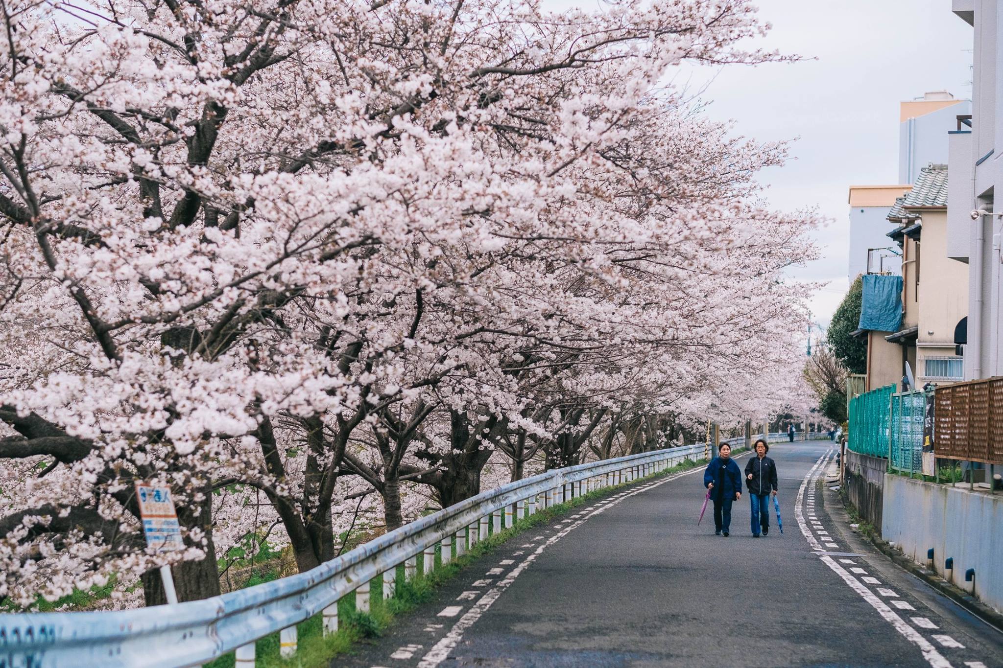 Cherry _blossoms_toyko.jpg