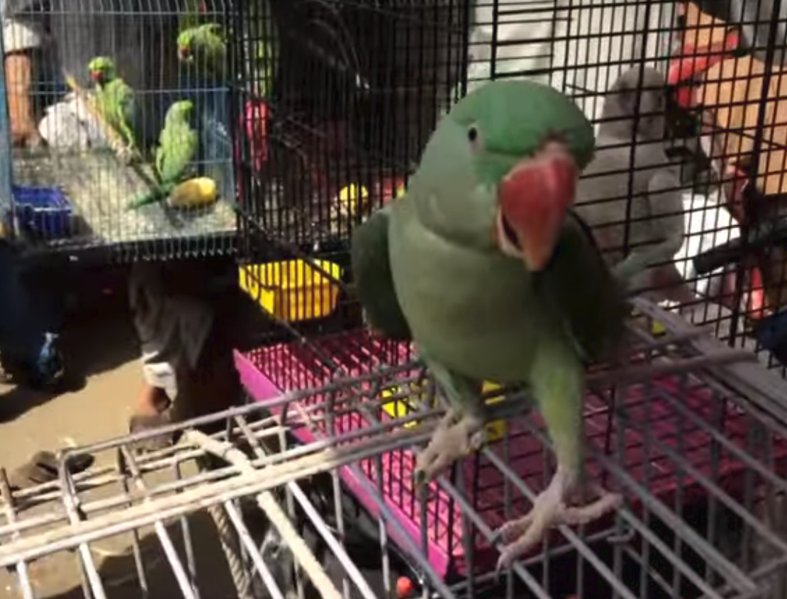 Parrot.png