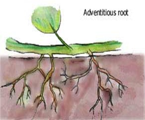 ROOT-systems_thumb[28].jpg