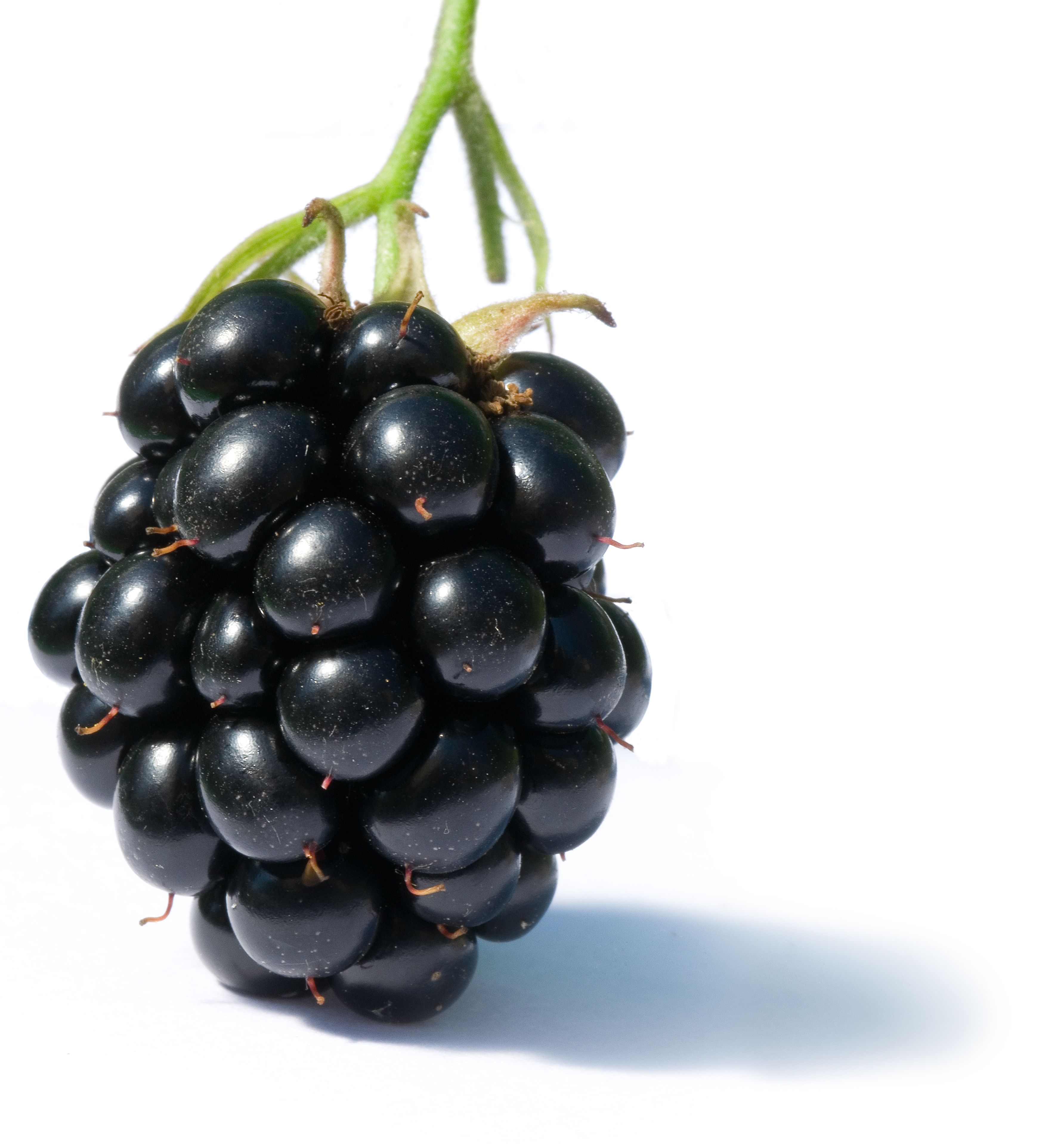 Blackberry_fruit.jpg