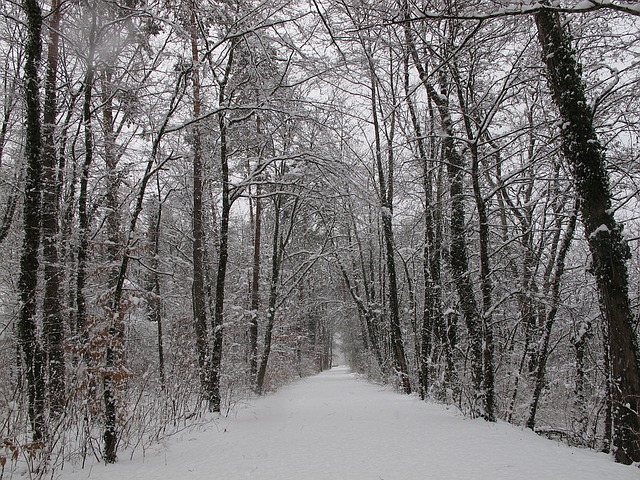 winter-forest-1054055_640.jpg