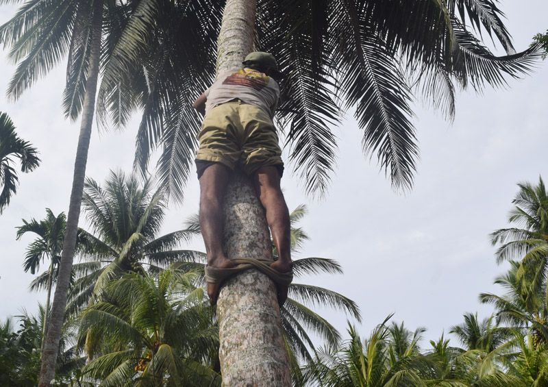 Panjat Kelapa.jpg