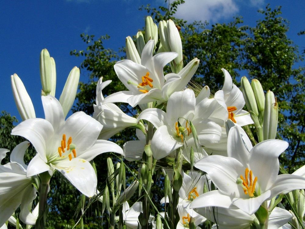 White lily.JPG