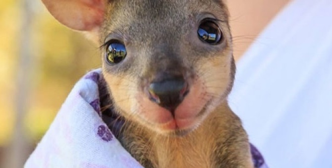 Caring for a Baby Wallaby | BBC Earth — Steemit