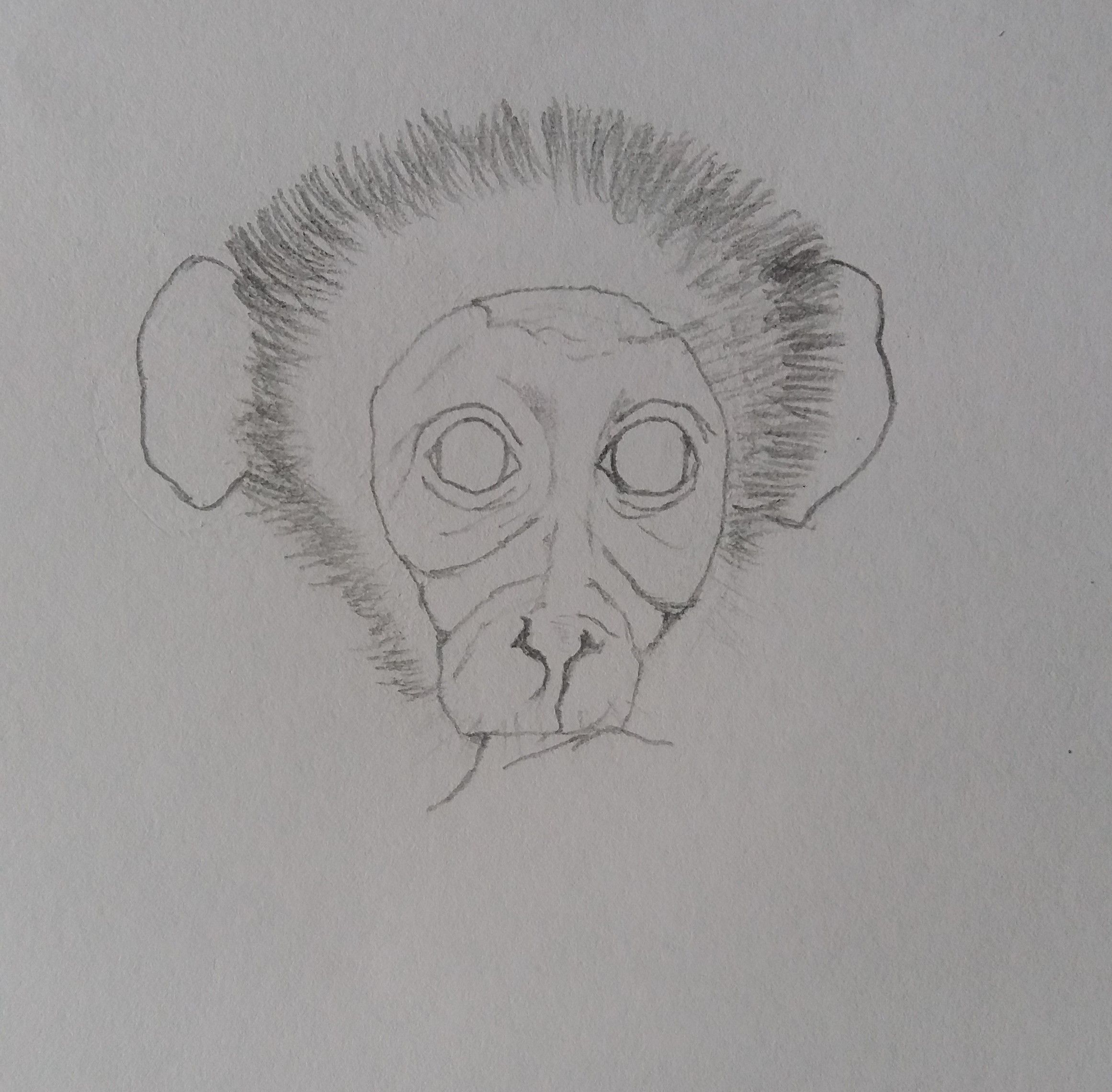 Mangabey monkey1 (2).jpg