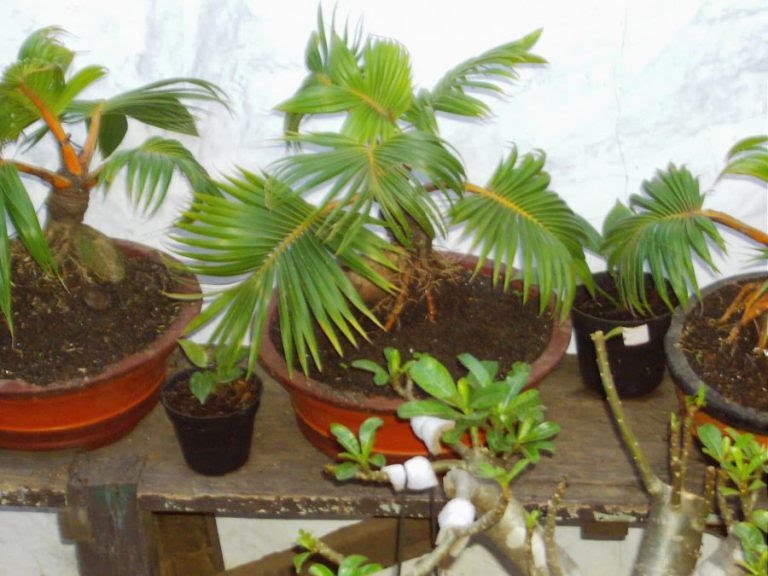 Cara-membuat-bonsai-kelapa-bercabang-3.jpg