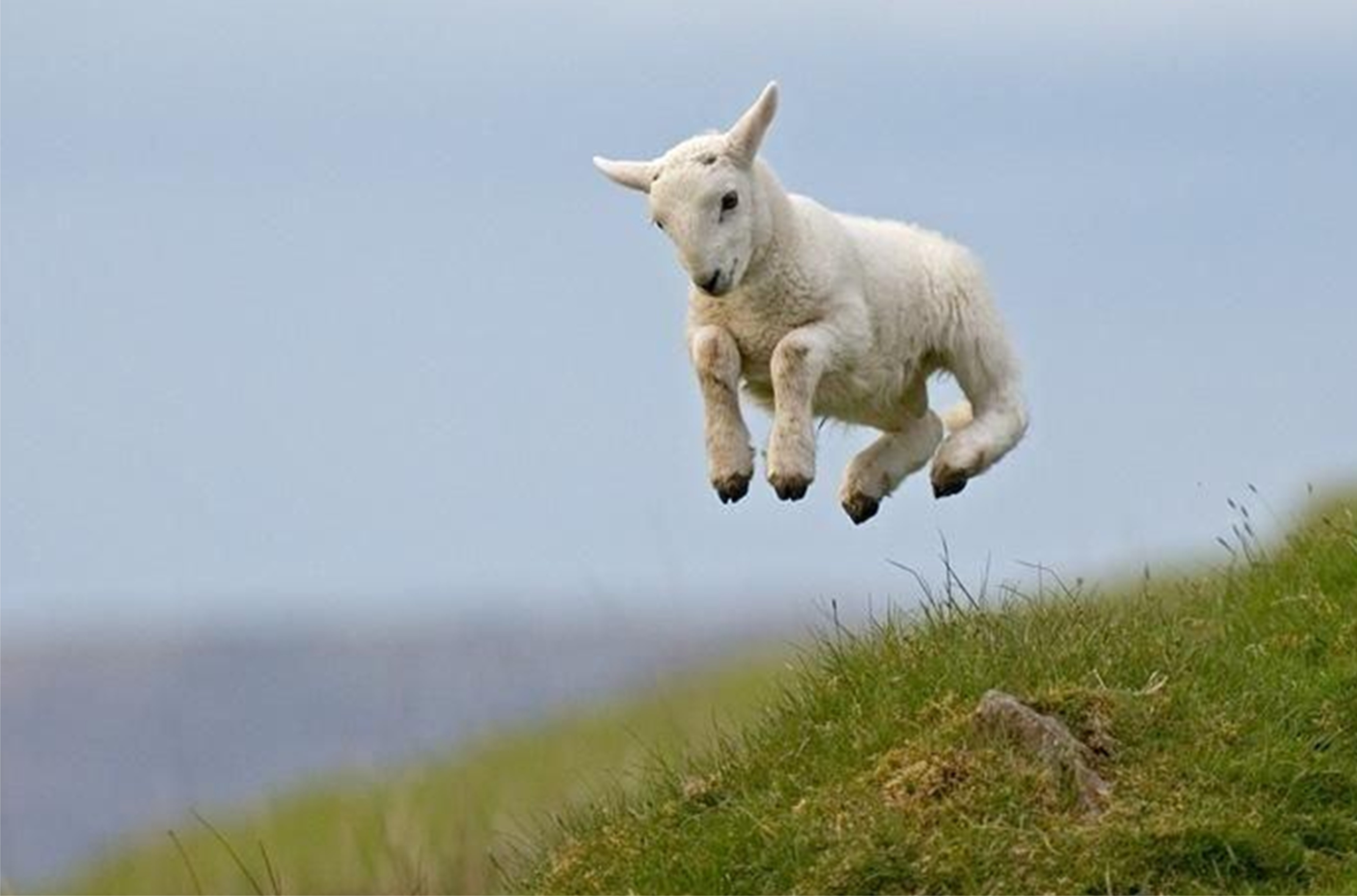 Lamb Jump.jpg
