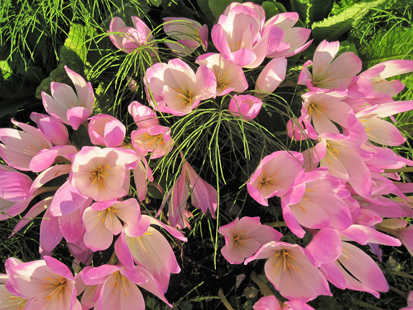 Closeup_Autumn_crocus_Pink_color_536596_1365x1024.jpg