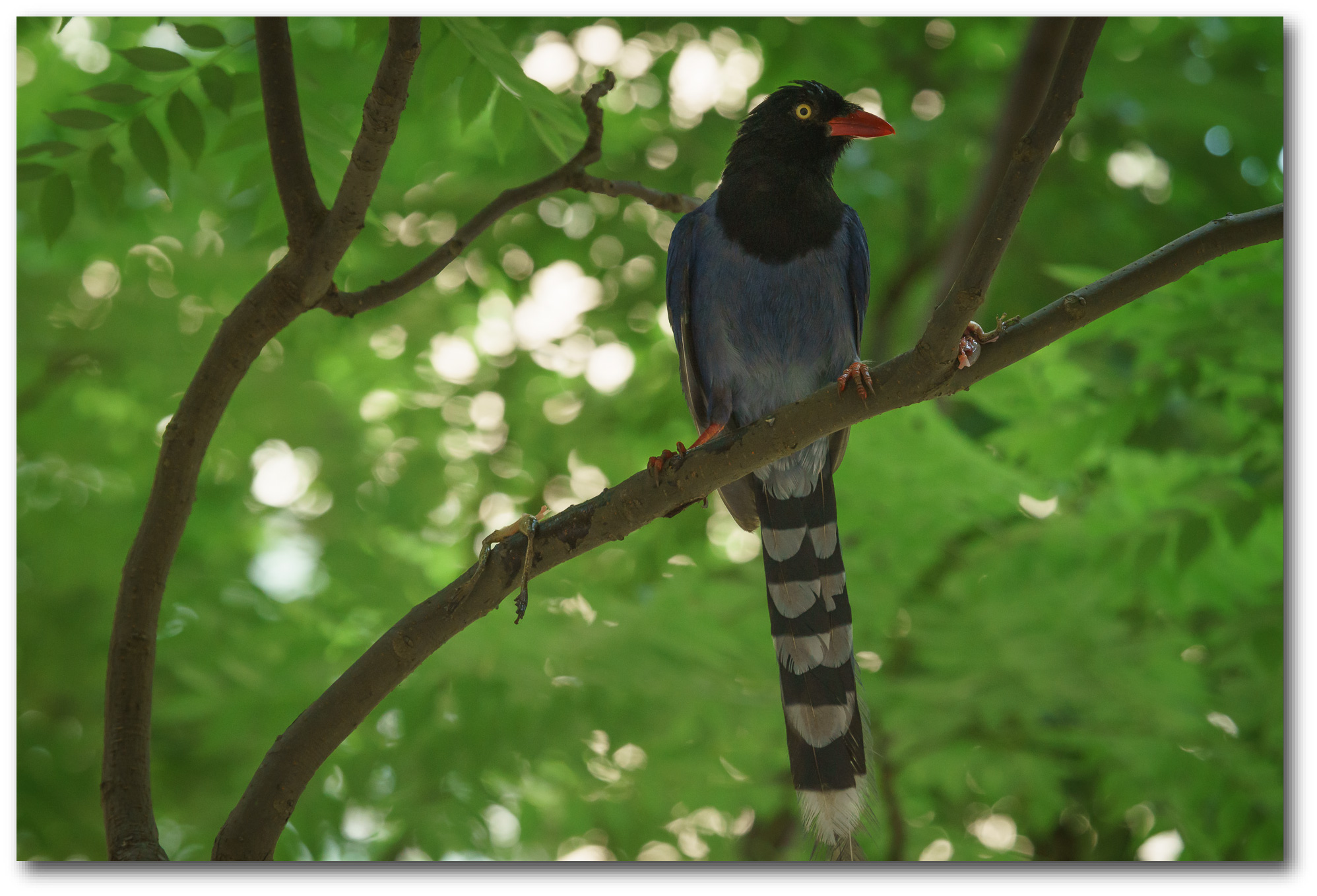 Backyard Wildlife Taiwan Blue Magpies Steemit