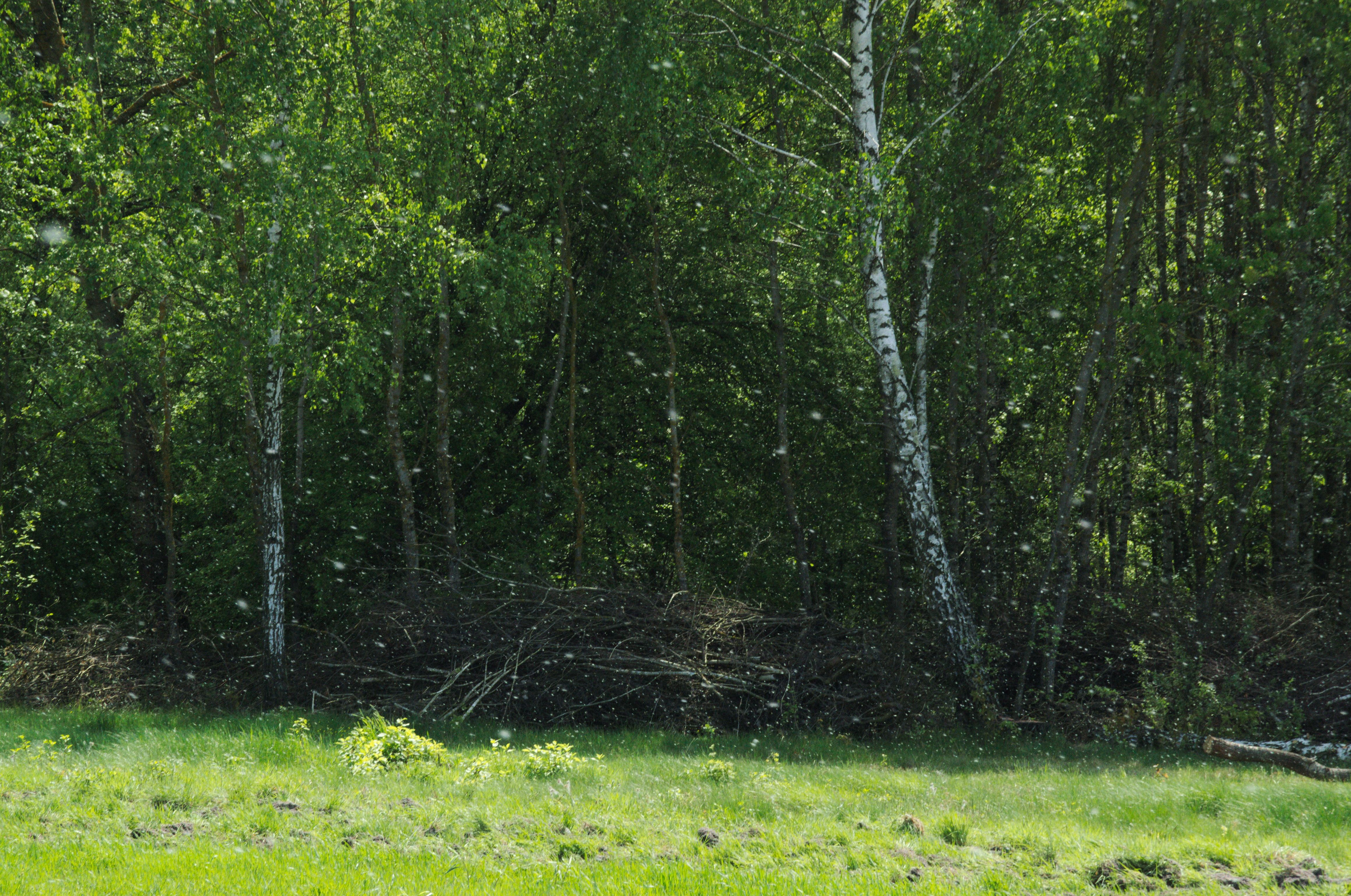 DSC_0315.jpg