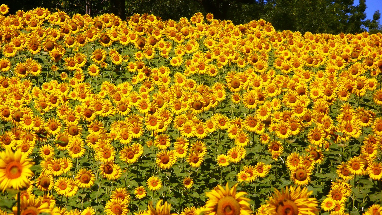 sunflowers-76119_1280.jpg