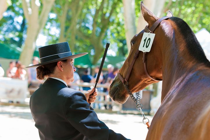 horses-1966621__480.jpg