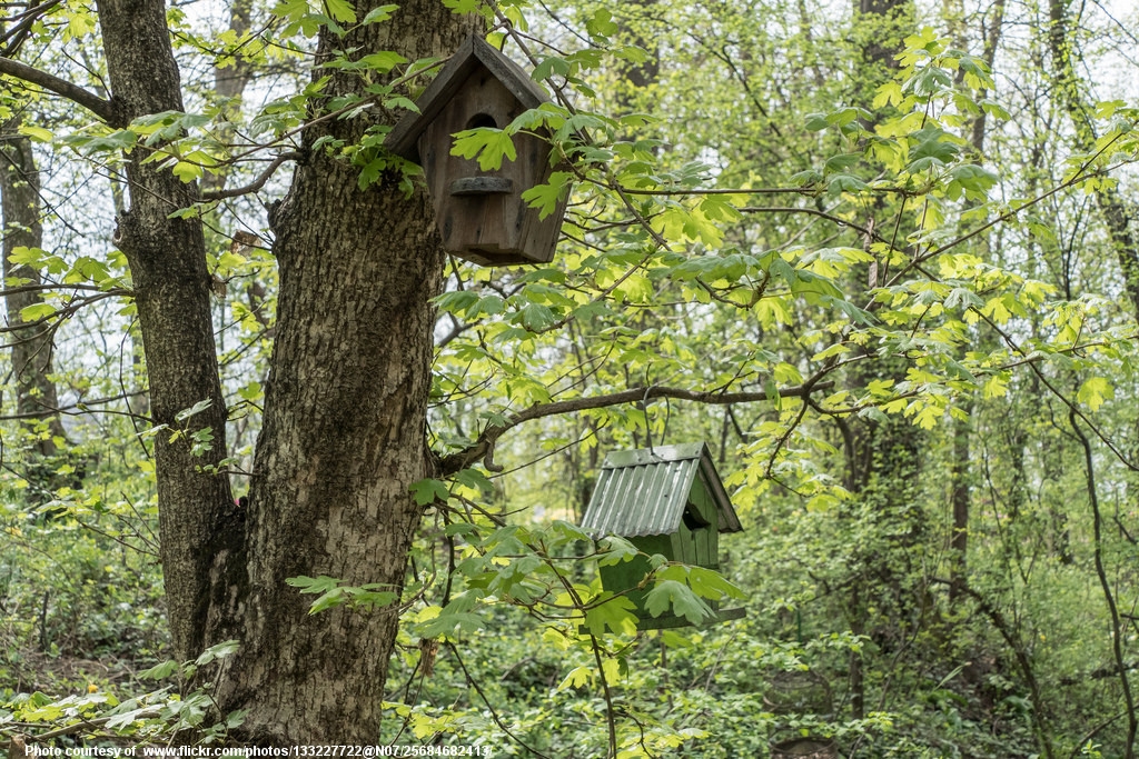 BirdhousesInSpringTrees-051516.jpg