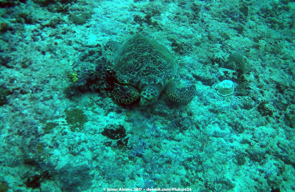 turtle-maldives-2017-south-ari-atoll-vilamendhoo_04.jpg